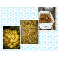 Wholesale organic fresh ginger